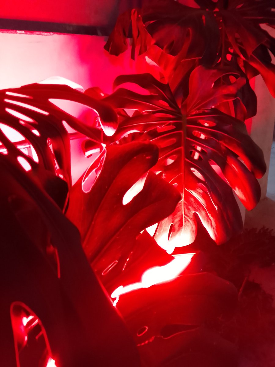ItmagazineMex's tweet photo. “El Poder del Color” de #Wella es una experiencia que va más allá de lo estético:
#WELLAELPODERDELCOLOR
#KOLESTONDELUXE
#LaDecisionQueTeCuida
#SoftColor
#ApruebaDeDudas
#KolestonLoCambiaTodo
#ElClubQueLoCambiaTodo https://t.co/OyiypI4BqP