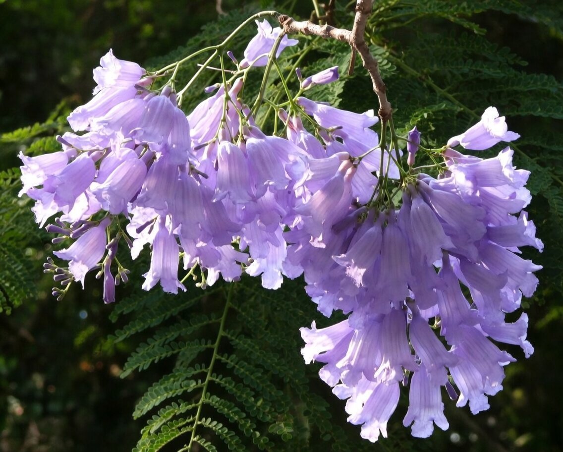 flatstonelam's tweet image. 《藍花楹·如約舞春風》

   奇葩開滿樹 紫海淹枝盈
   花擺風鈴舞 影搖彩浪生
   芳華留不住 天命約期更
   錦簇趁時訪 閒雲愜意橫
   一身名利淡 吾道樂觀行
   空闊山環抱 崎嶇路踏平
   純良心浩蕩 黑白自分明
   美景沿途賞 詩般的旅程

#poem 550