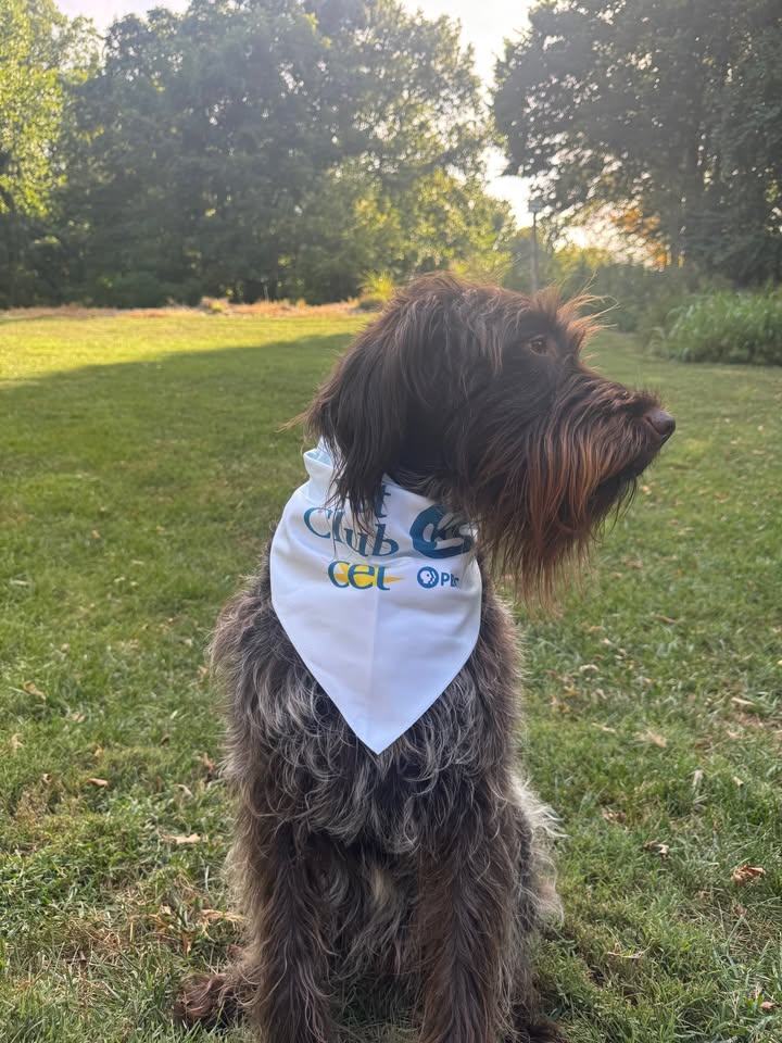 cetconnect's tweet image. Bella, Jasper, &amp;amp; Lulu would like you to know that you can show off YOUR pets and support your local PBS station by joining the CET Pet Club today! Learn more: cetconnect.org/support/petclu… #pbs #pets #localpbs #petclub #petpics