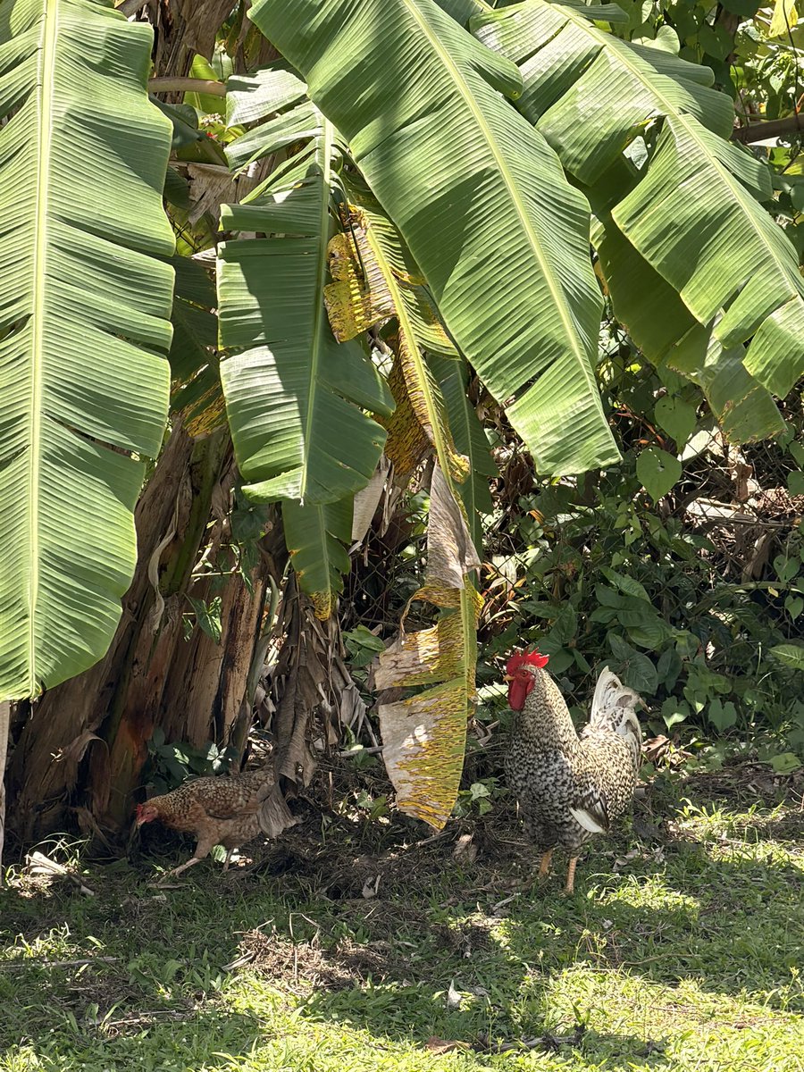 _eliannn's tweet image. asopao #comingsoon