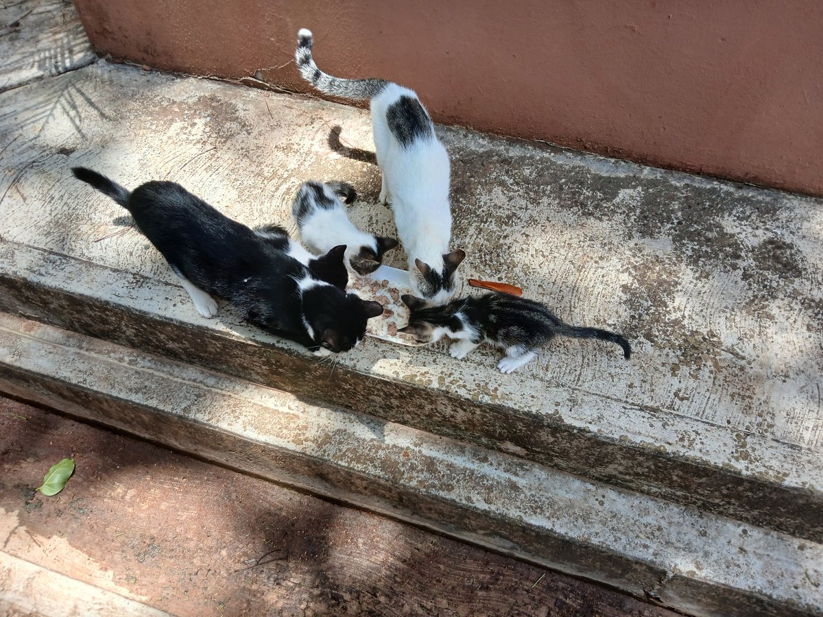 Mis muchachos comiendo. Con un aporte pude comprar arroz y higado de pollo para hoy. Sigo solicitando ayuda para los mininos.

0172 bancamiga
18922651
04125659251
