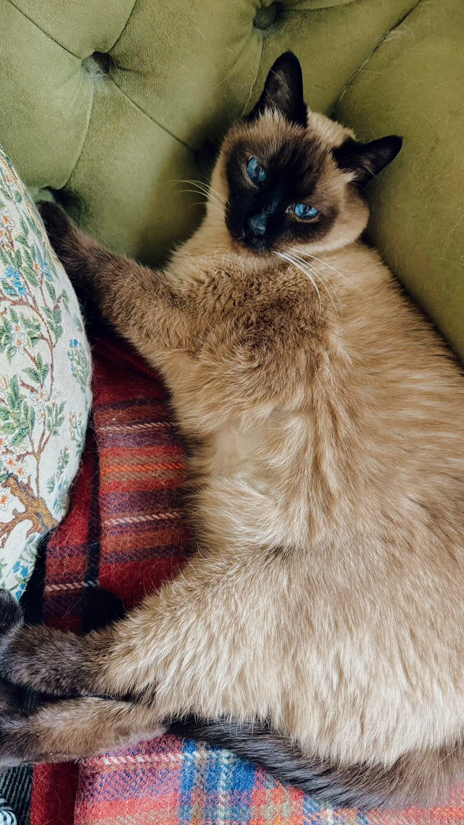 маленькая мышь в уютной норке tweet media