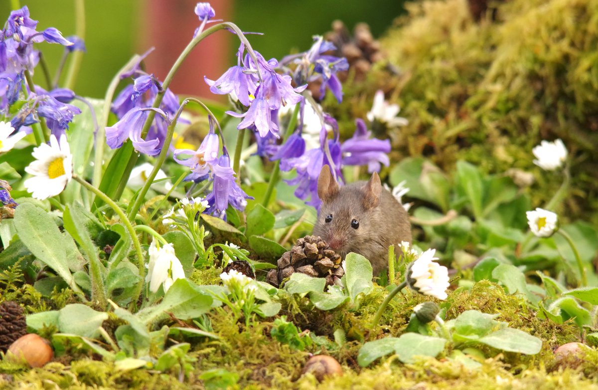 Photographer Tiptoes Through the blue bells to capture stunning images of wild mice in his garden 📷