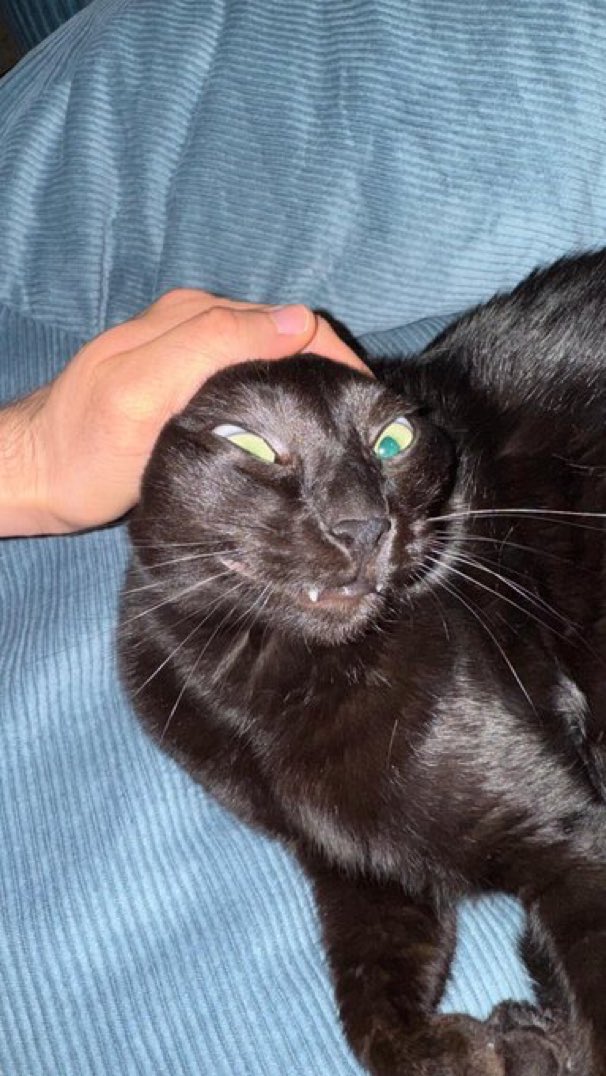 Cats with their heads held back tweet media