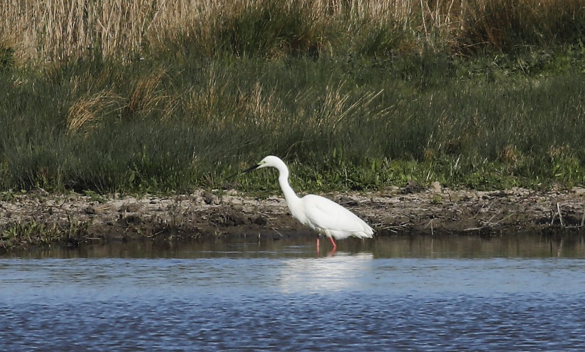 70 Species at Rainham today including 3 Whimbrel, Gropper, Lesser Whitethroat, Bittern, Beardies and this breeding plumaged Great Egret