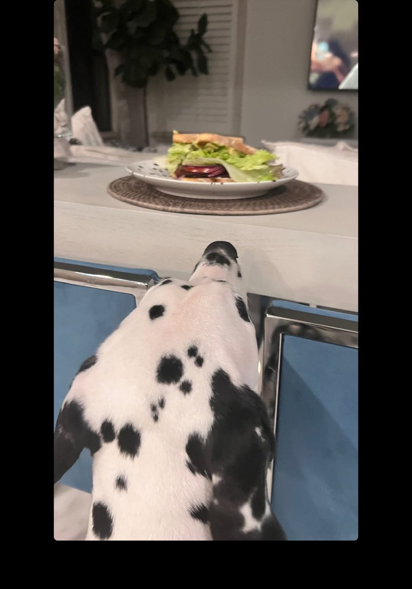 Tobas06's tweet image. FUNNY HOW EVERYBODY SEEMS MISSING SOMEBODY😂

STILL, THEM #PETS CANT SHAKE IT OFF EVEN WITH SOME #SUNDAY #GIFTS😂😂

A VERY QUIET #SUNDAY .