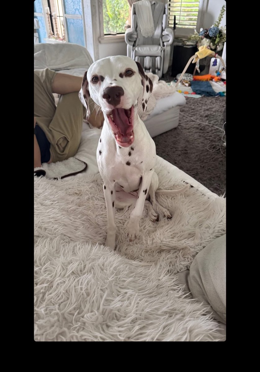 Tobas06's tweet image. FUNNY HOW EVERYBODY SEEMS MISSING SOMEBODY😂

STILL, THEM #PETS CANT SHAKE IT OFF EVEN WITH SOME #SUNDAY #GIFTS😂😂

A VERY QUIET #SUNDAY .