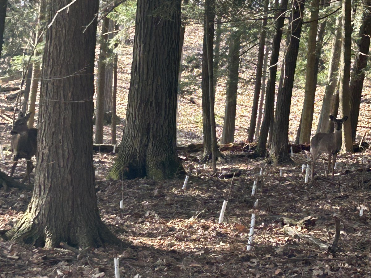 ecoghill's tweet image. Went for a walk the other day on the trails at the end of Wilson ave. Deer 30 ft away a momma and baby. How awesome to see. #walkingforhealth #naturephotography #kitchener