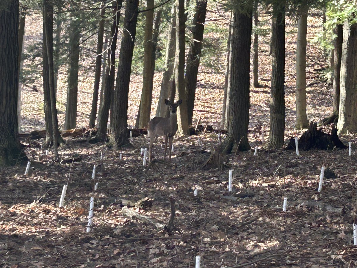 ecoghill's tweet image. Went for a walk the other day on the trails at the end of Wilson ave. Deer 30 ft away a momma and baby. How awesome to see. #walkingforhealth #naturephotography #kitchener