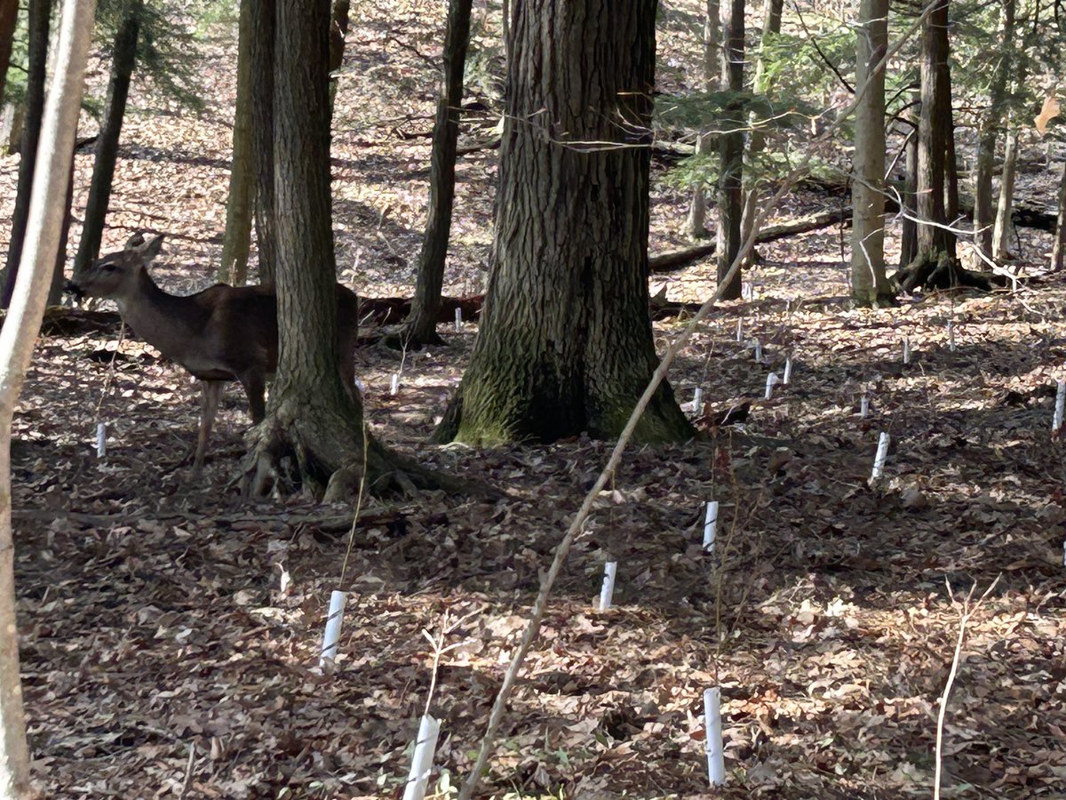 ecoghill's tweet image. Went for a walk the other day on the trails at the end of Wilson ave. Deer 30 ft away a momma and baby. How awesome to see. #walkingforhealth #naturephotography #kitchener