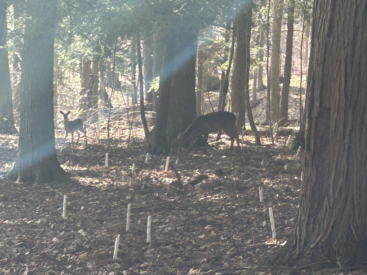 ecoghill's tweet image. Went for a walk the other day on the trails at the end of Wilson ave. Deer 30 ft away a momma and baby. How awesome to see. #walkingforhealth #naturephotography #kitchener
