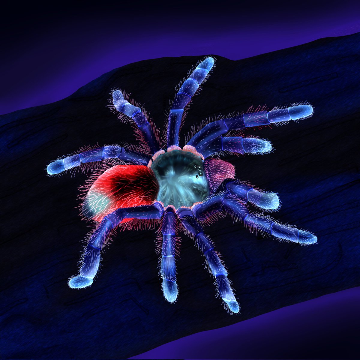 iridescent_bug's tweet image. caribena versicolor (antilles pinktoe tarantula) redraw (＾◡＾)/♡

#spider #art