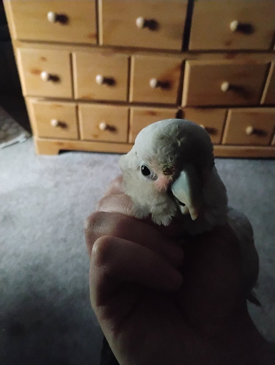 smartass tweet media