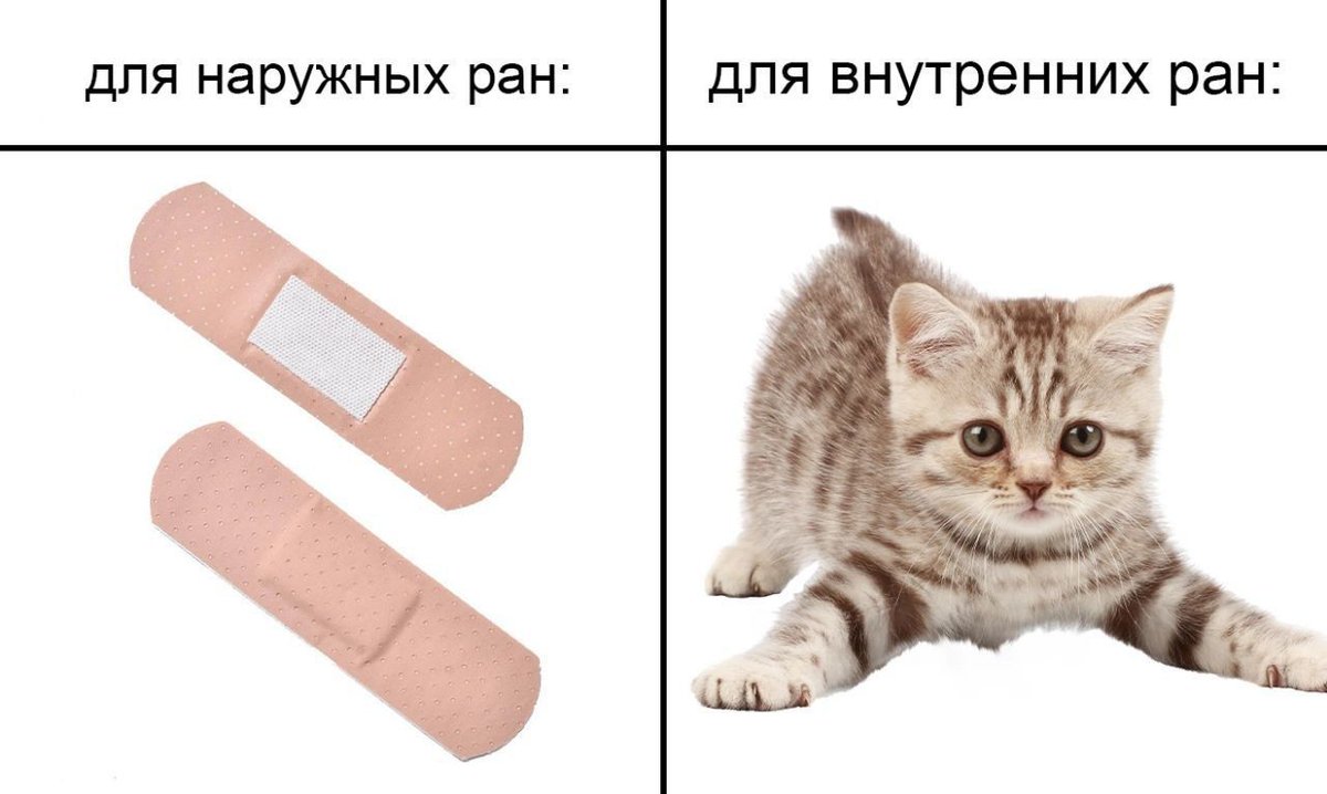 cats, i love cats tweet media