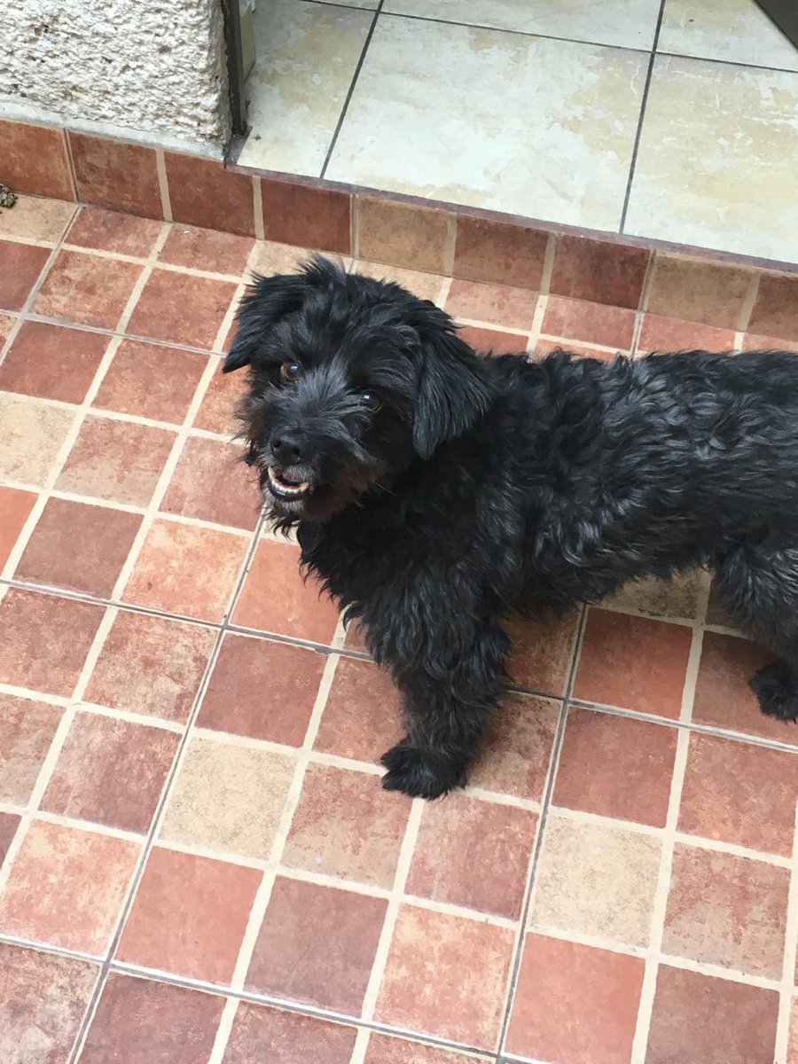 𝙷𝚎𝚕𝚊 𝙼𝚘𝚛𝚎 🐶 tweet media