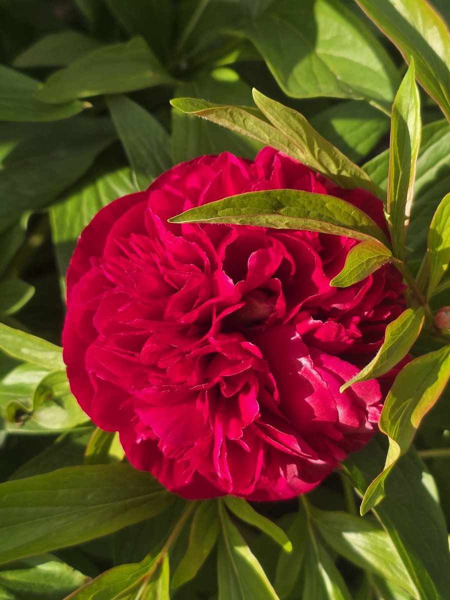 katerina7711's tweet image. The #peony #bud at the #allotment has opened #flowers #gardening #growyourown #red #beautiful