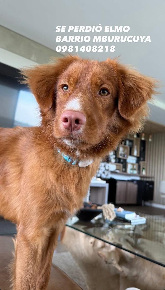 Hiran (EL PADRILLO REPUBLICANO) tweet media