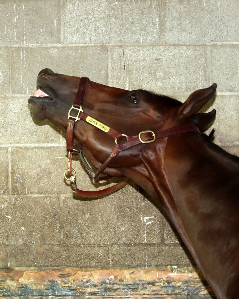 Golden Tempo practicing for a photo finish.