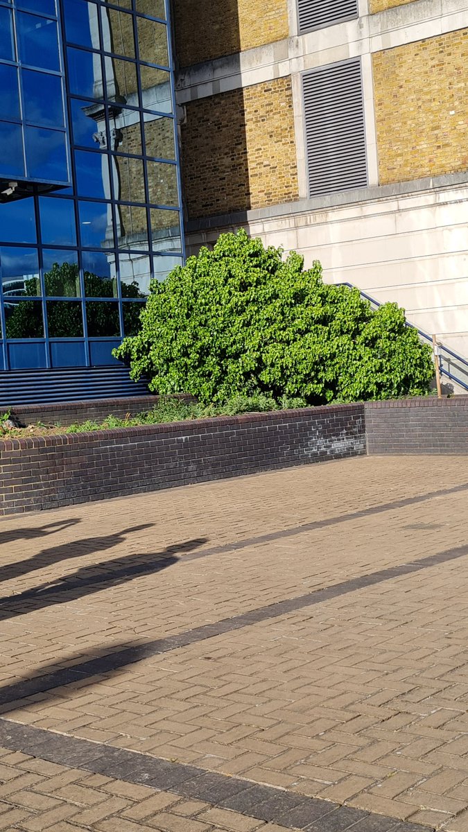 being a sidemen fan wandering around london is so silly like why am I happy to see a bush