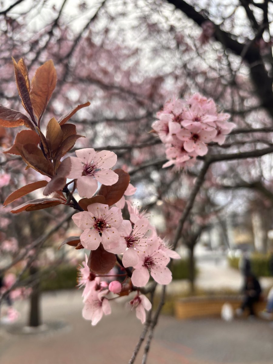 barteqw90's tweet photo. #spring #april #sakura #blossoming #warsaw https://t.co/MH5LdAJKTL