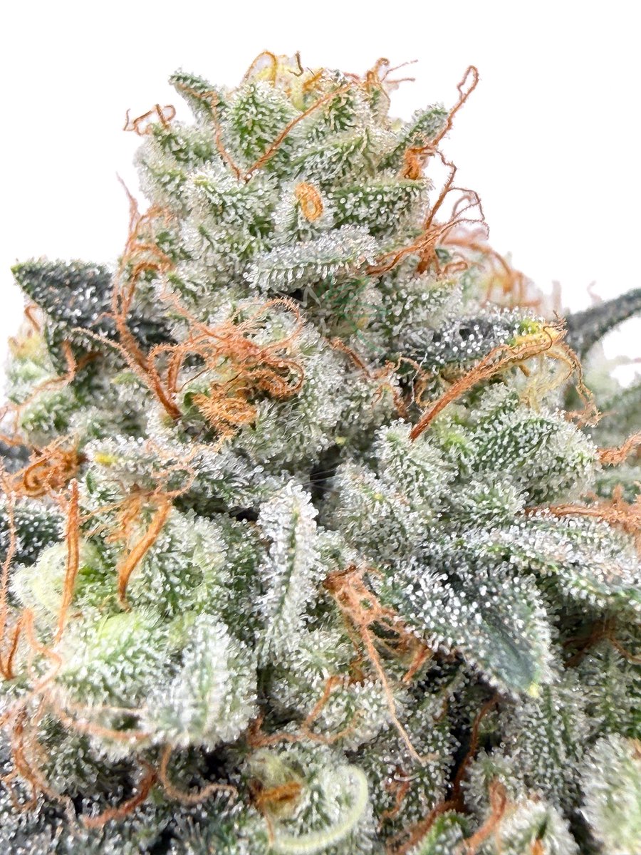 The Plant Stable tweet media