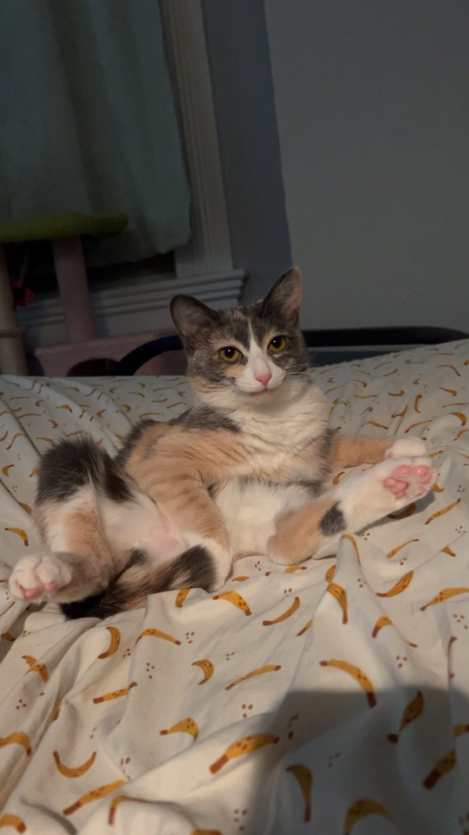 monkey & zoe ❤️ oreo 🌈 tweet media