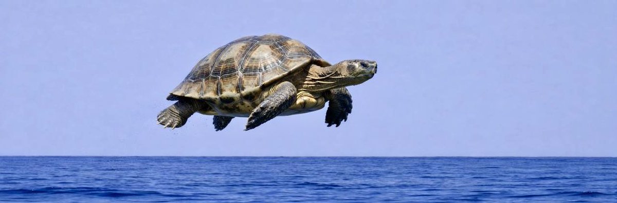 oldestanimal's tweet image. You learn something new everyday as the #OldestAnimal 🧘 

$Jonathan #StHelena