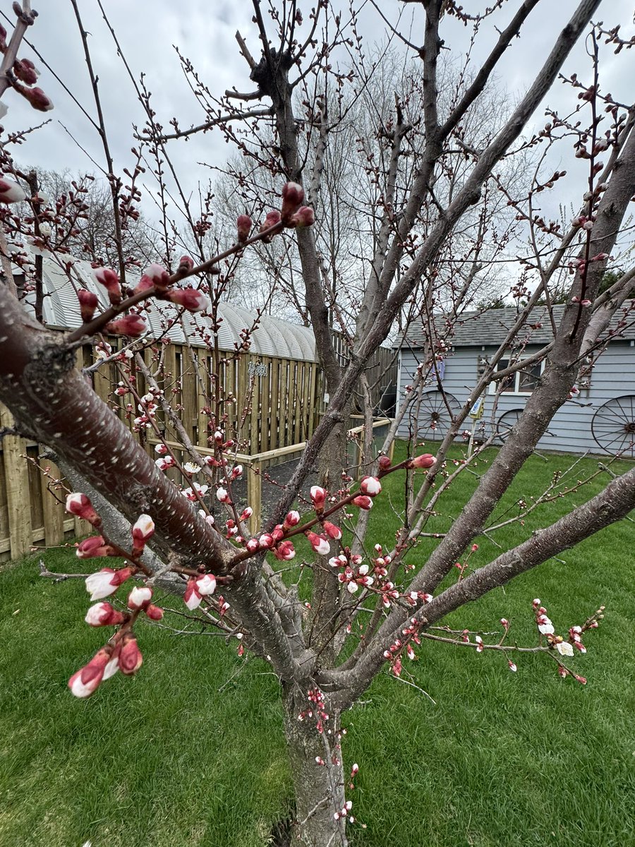 LinandDaisy's tweet image. Happy Sunday friends 🥰. Our Fruit Salad tree has blooms 🤭. This is the earliest we’ve seen blooms on it. 
#dogsoftwitter 
#dogsofX