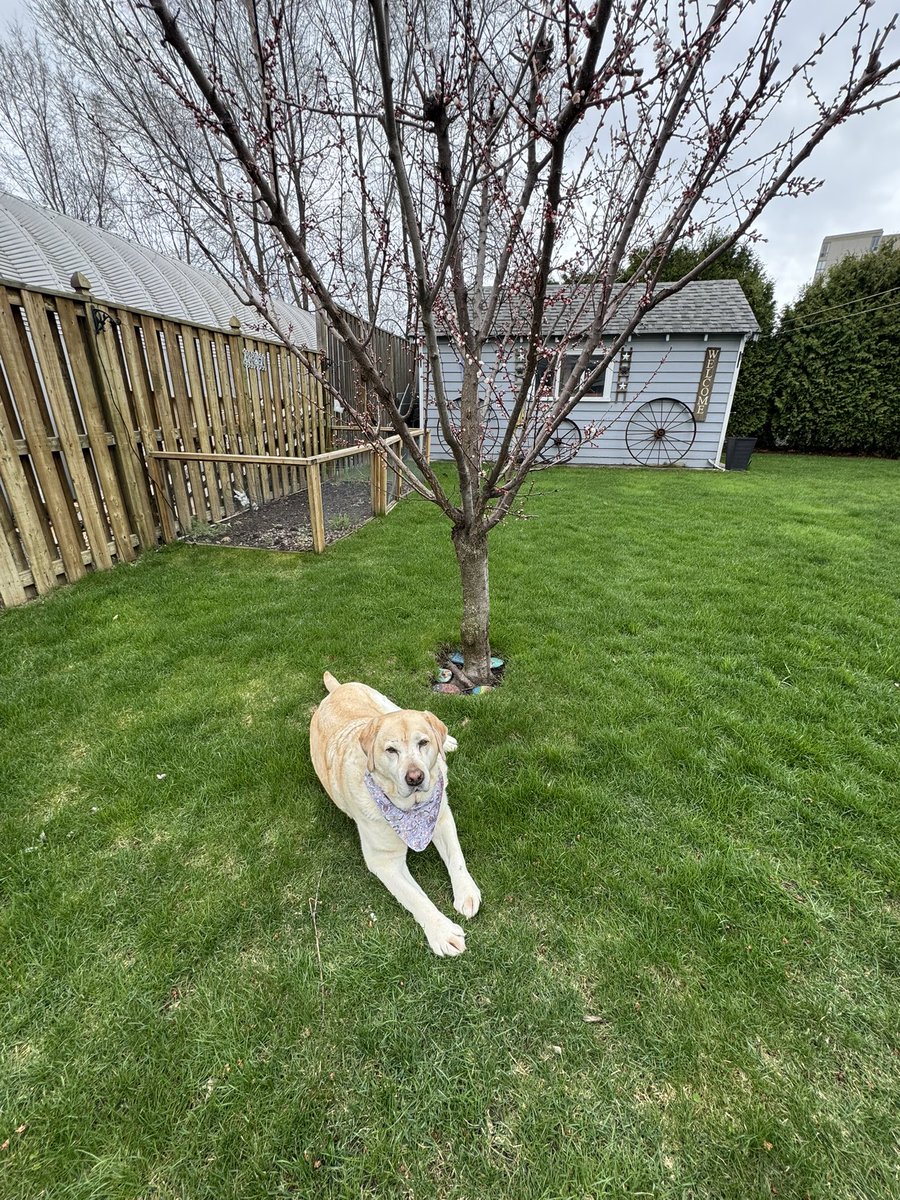 LinandDaisy's tweet image. Happy Sunday friends 🥰. Our Fruit Salad tree has blooms 🤭. This is the earliest we’ve seen blooms on it. 
#dogsoftwitter 
#dogsofX