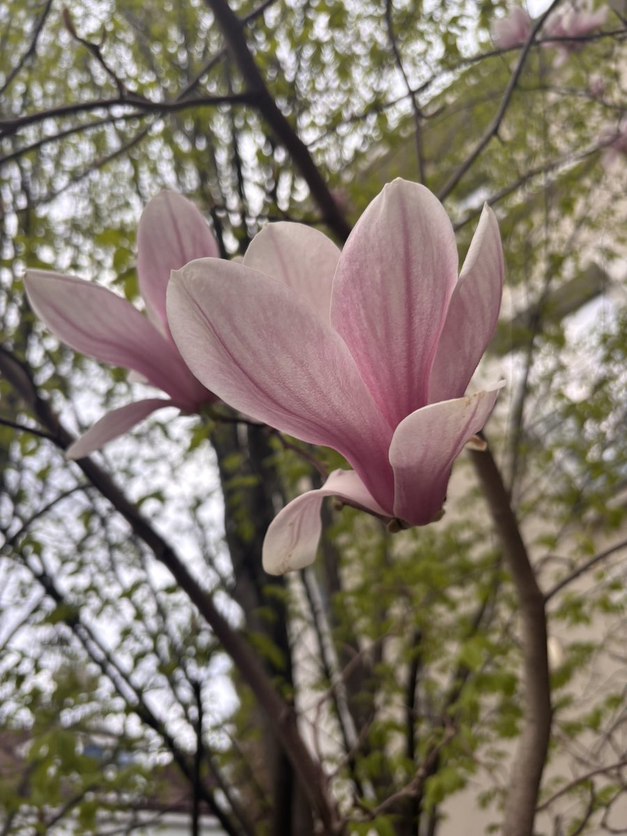barteqw90's tweet photo. #magnolia #warszawa #springvibes #april https://t.co/gFdfG4tR4Y