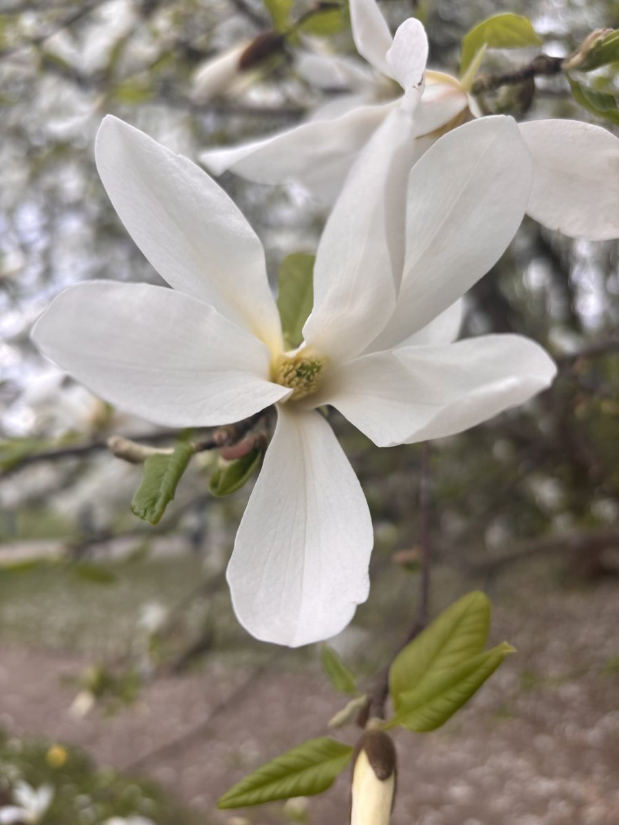 barteqw90's tweet photo. #magnolia #warszawa #springvibes #april https://t.co/gFdfG4tR4Y