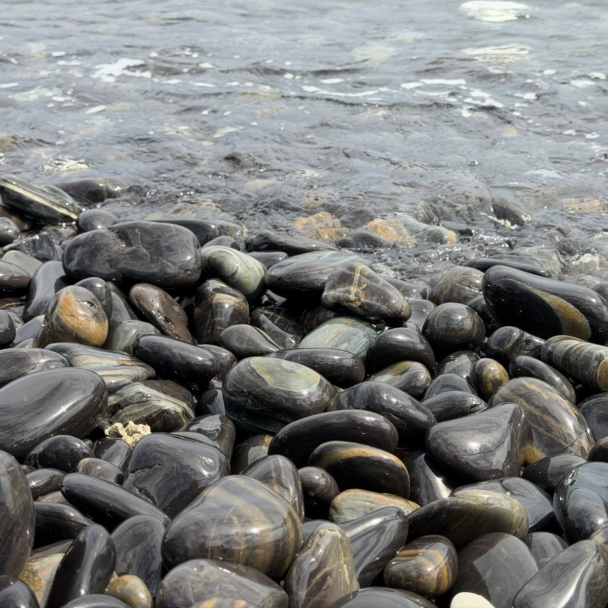 กรมอุทยานแห่งชาติ สัตว์ป่า และพันธุ์พืช tweet media