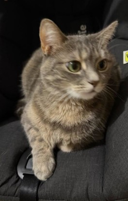 MissingTarn81's tweet image. 19.04.26 Perdue chatte gris/tigré à Cuq Toulza. Contact :  facebook.com/adeline.simon.… #Tarn #chat