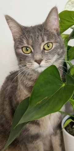 MissingTarn81's tweet image. 19.04.26 Perdue chatte gris/tigré à Cuq Toulza. Contact :  facebook.com/adeline.simon.… #Tarn #chat