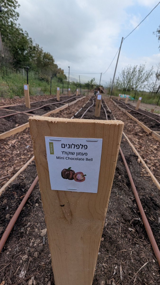 גינת הירק של היער מוכנה