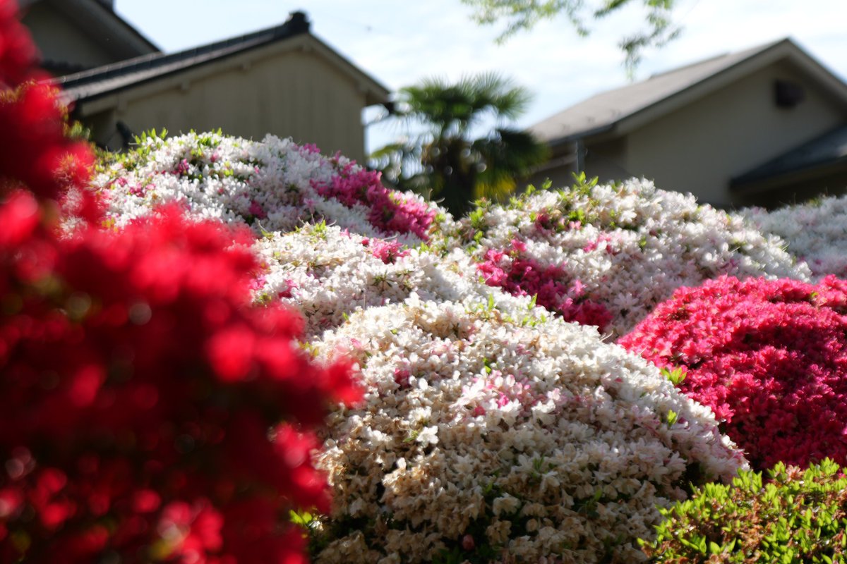 のべⓉ tweet media