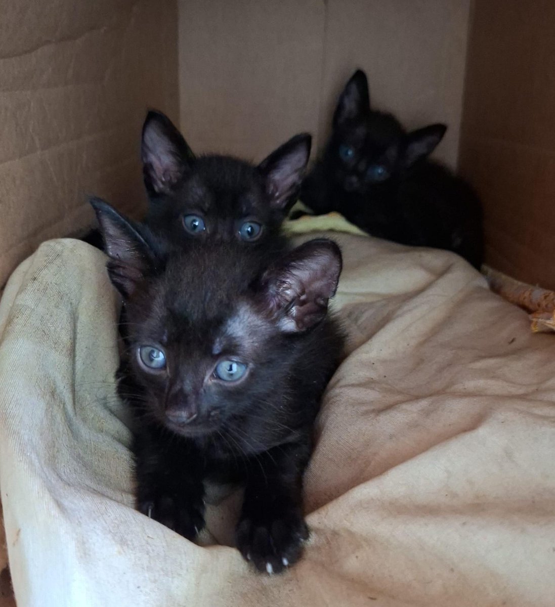 java com 4 meses // filhos da aurora com 3 semanas