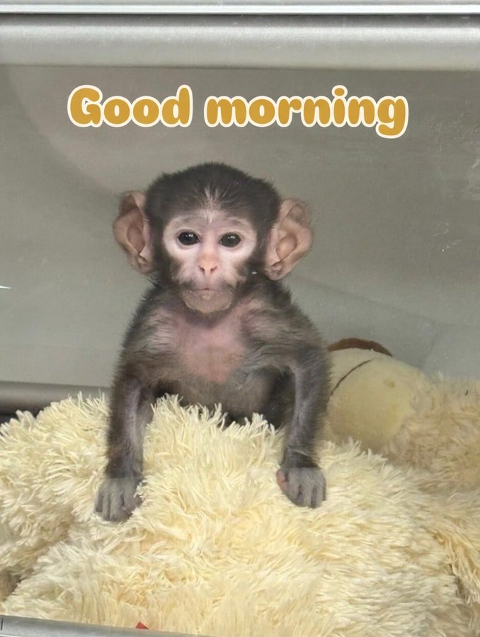 Keep your eye on $YUJI Gecko animal meme can flip $PUNCH
CA
6whGg1z56QMLtqVNgEsGFJepGS8Zz1co1M9BnkwkBAGS
Mexico abandoned baby 100% goes towards Guadalajara ZOO Mexico APE IN