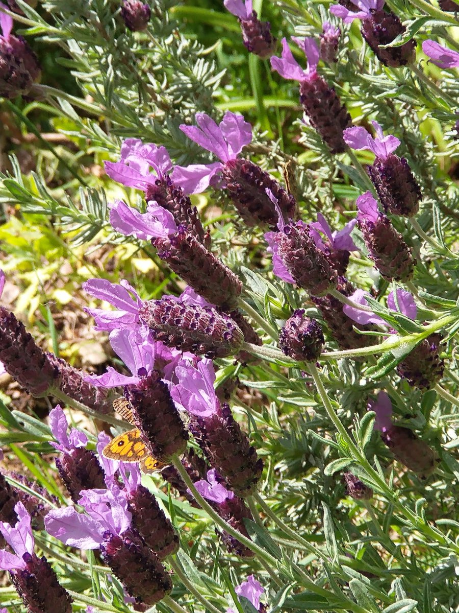 fanfan ct tweet media