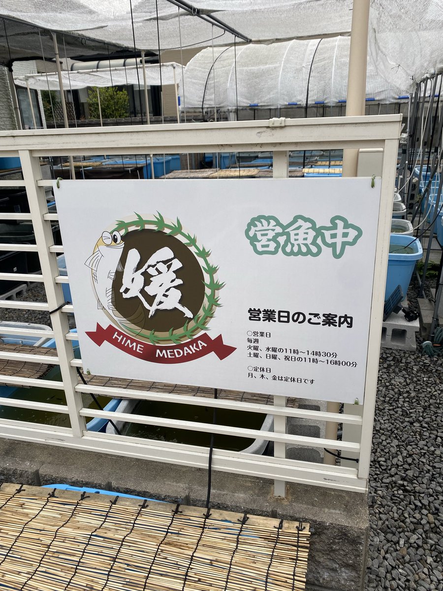 にーしゃ tweet media