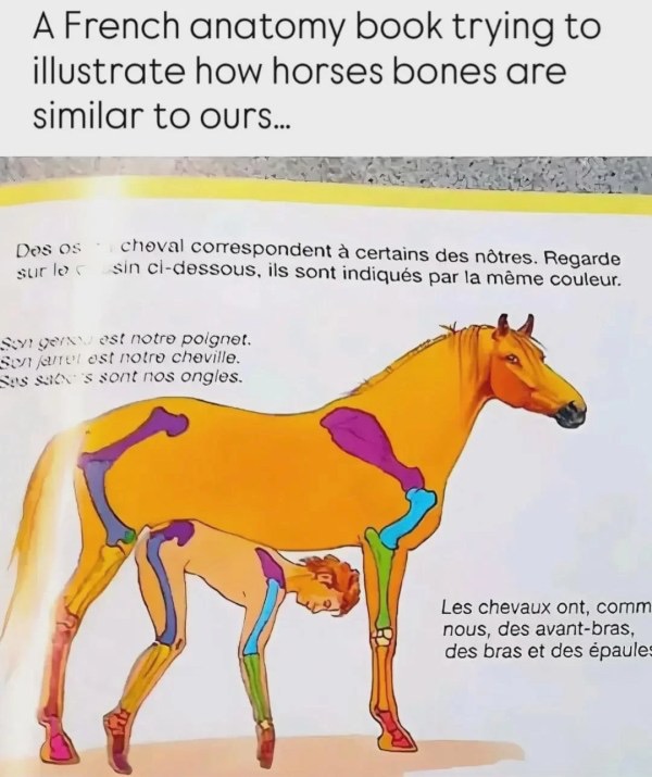 LOL. Look at the expression on the horse's face. This artist totally knew what he was doing.🤣