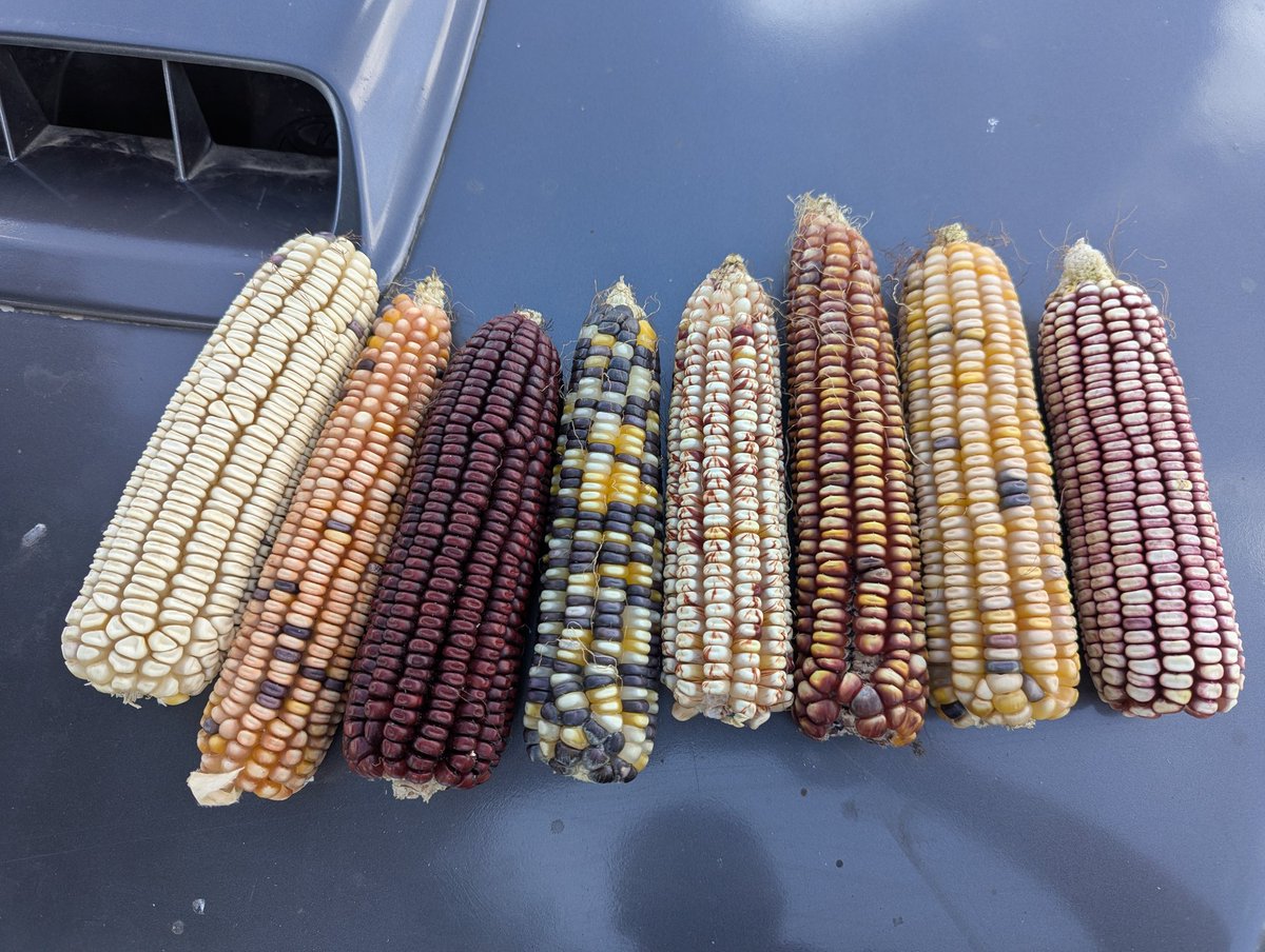 Growing up my grandparents and parents never bought seed or fertilizer.
We have gone back to the basics by harvesting our first batch of local recyclable maize.
Our only cost going forward is labor and chicken manure😊