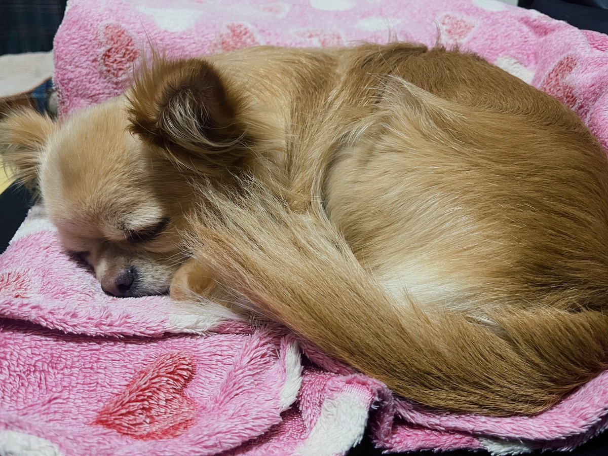 inoru_kun's tweet photo. 集合するもふもふ

おやすみ https://t.co/c2lV5nhSaX