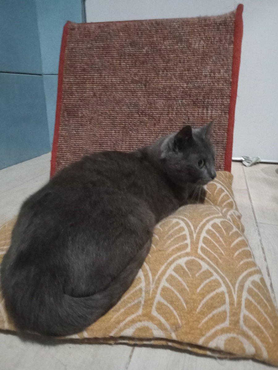 Слухаю, як О'Рися грається іграшкою з дзвоником у ванній 🥹😭

терміново візьміть малу, повністю готова киця, бери і люби