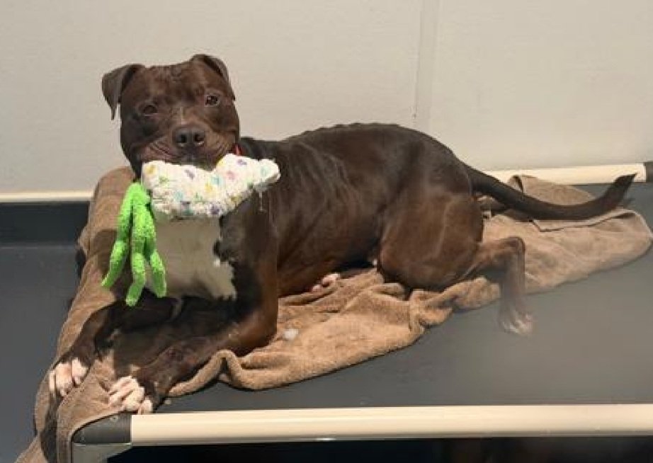 MorgFairsdogs's tweet image. Torwen 242951
Listed TBK 4/21
#NYCACC #RescueOnly 
He is a handsome 2 yr old
Has been there 136 days 
Once settled, he turns into social, sweet, gentle boy
Treat motivated 
Deteriorating in care 
Help save Torwen!
nycacc.app/browse/242951
#Pledge4Rescue #foster #adopt 
#DogsofX