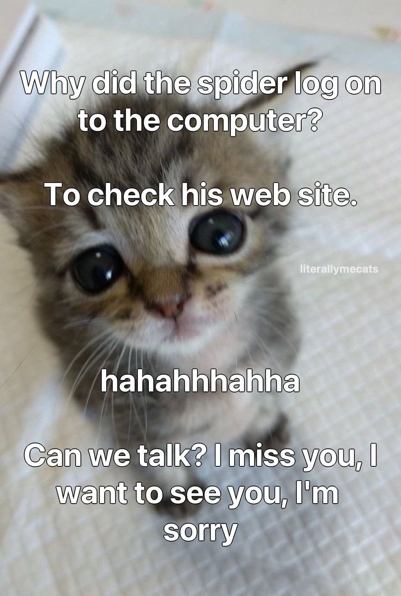 LiterallyMeCats (@literallymecats) on Twitter photo 