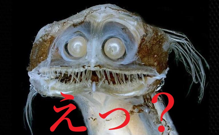 WMB室長 tweet media