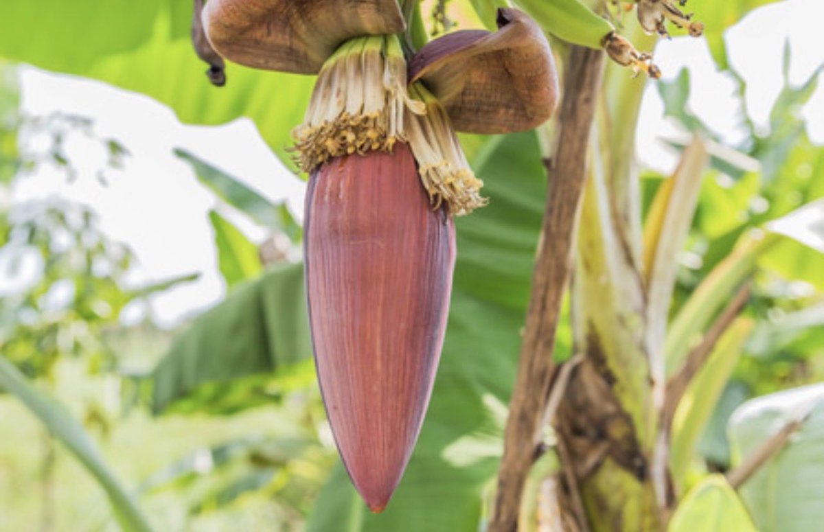 Dargon Céleste🐉 tweet media