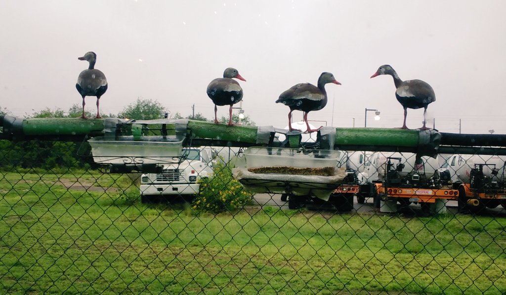 ReaderGalore's tweet image. Ya if they change the name of Resort to #CatScratchFever 🤣then I'll have to stop feeding the birds 🤔 I reckon. 
Currently 4 #ducks at feeder area.