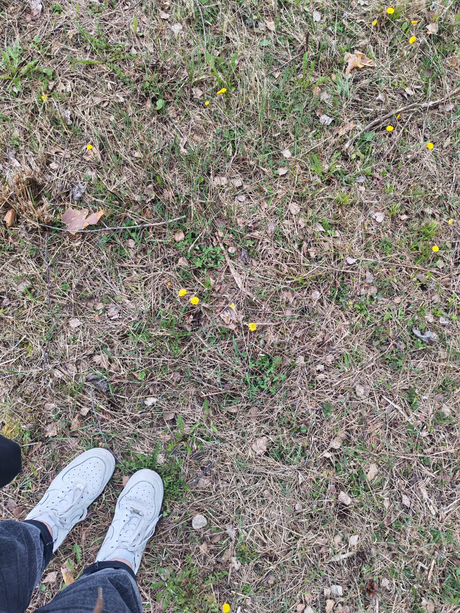 Заметки о Великом Камне или  лесные коты🐈